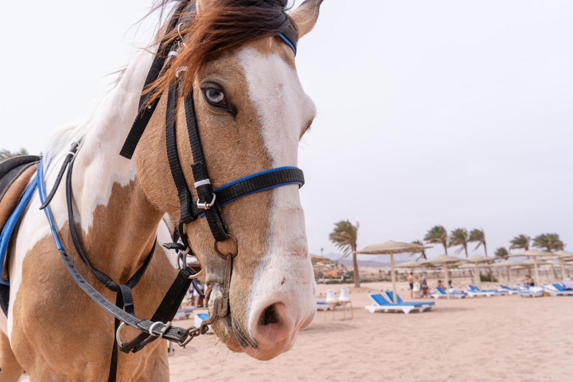 Faraana Heights Aqua Park Hotell Sharm el-Sheikh Exteriör bild